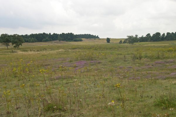 A large green field with trees in the background