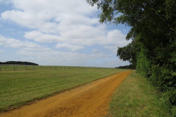 A dirt road in a grassy field
