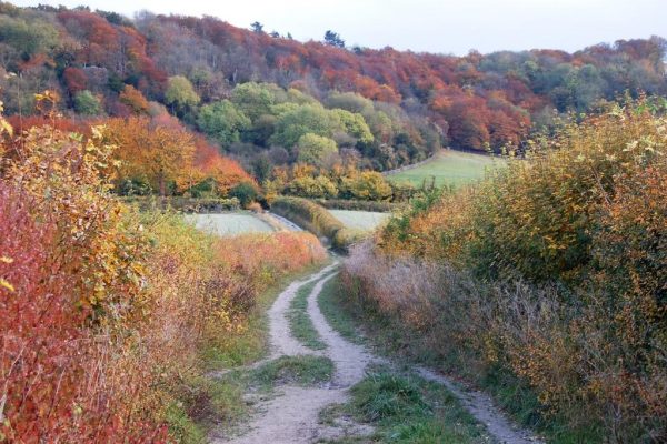 Autumnal landscape