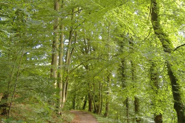 A path through a forest