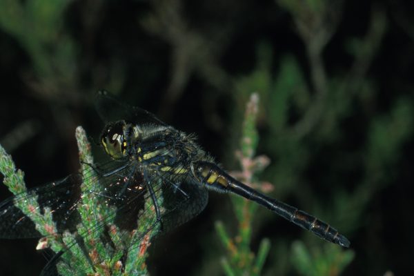 Close up of a dragonfly on a plant