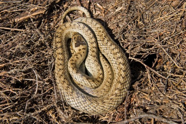 Close up of a coiled snake