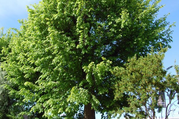 A close up of a tree