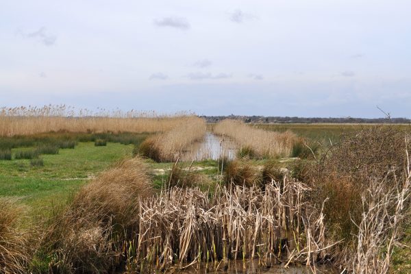 Reeds around a pond