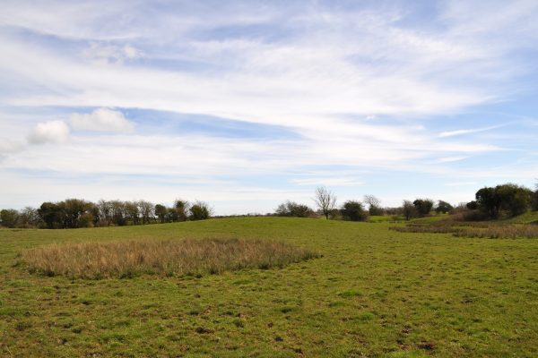 A lush grass field