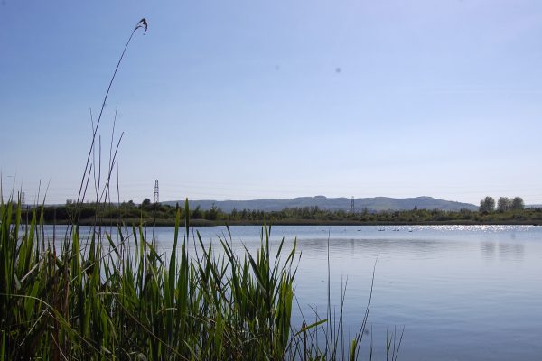 Reeds by a lake