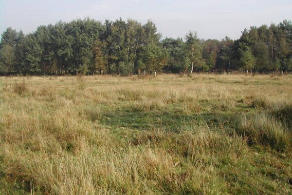 A close up of a dry grass field