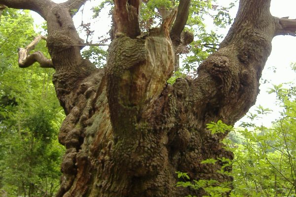 A large tree in a forest