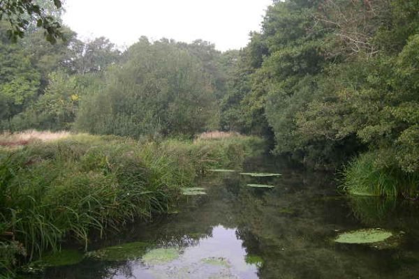 A river running next to trees