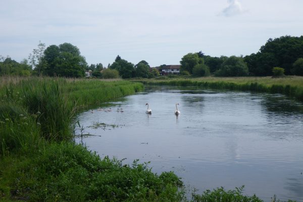 A family of swans on a river