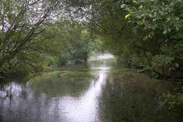 A river running next to trees