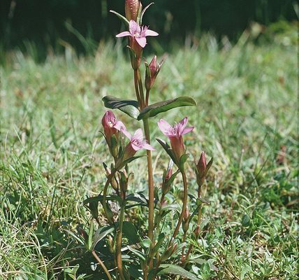 A close up of a flower
