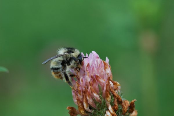 A close up of a bee on a flower