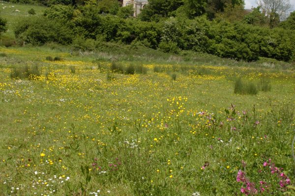 Colourful flower meadow
