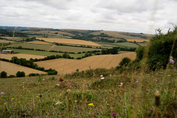 Flower meadow bordered by agricultural fields